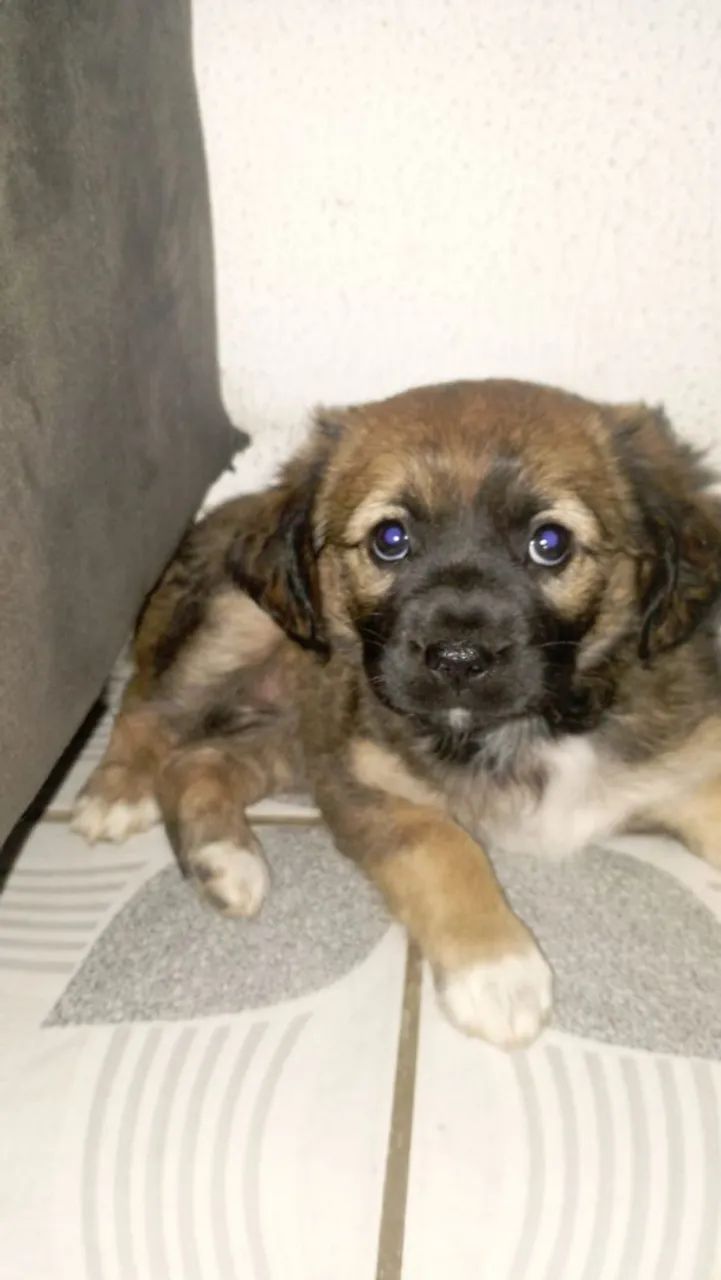 Cachorrinha  - Foto 2