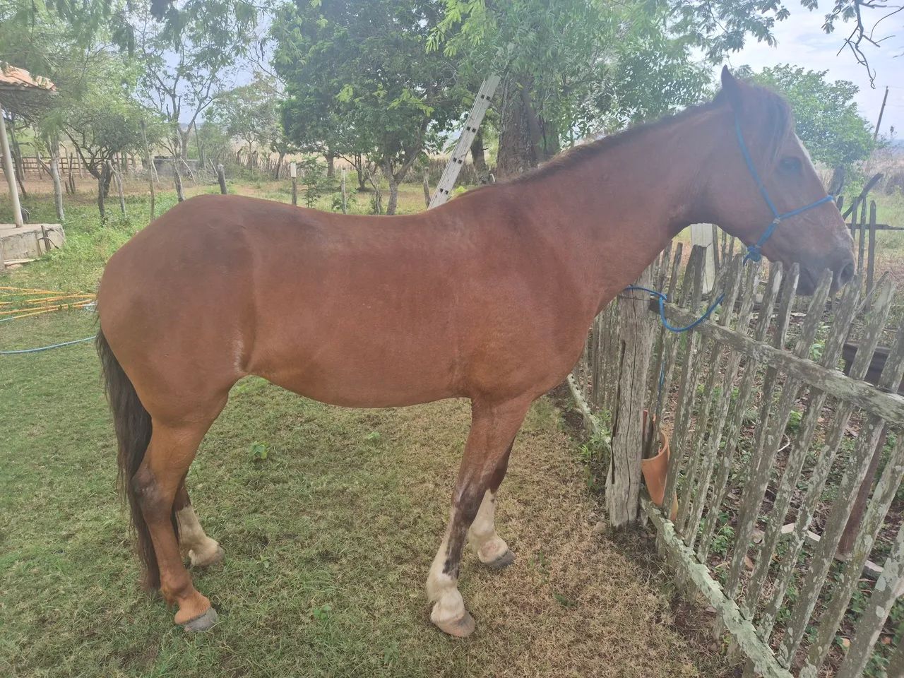 Vendo égua de picado. - Foto 2