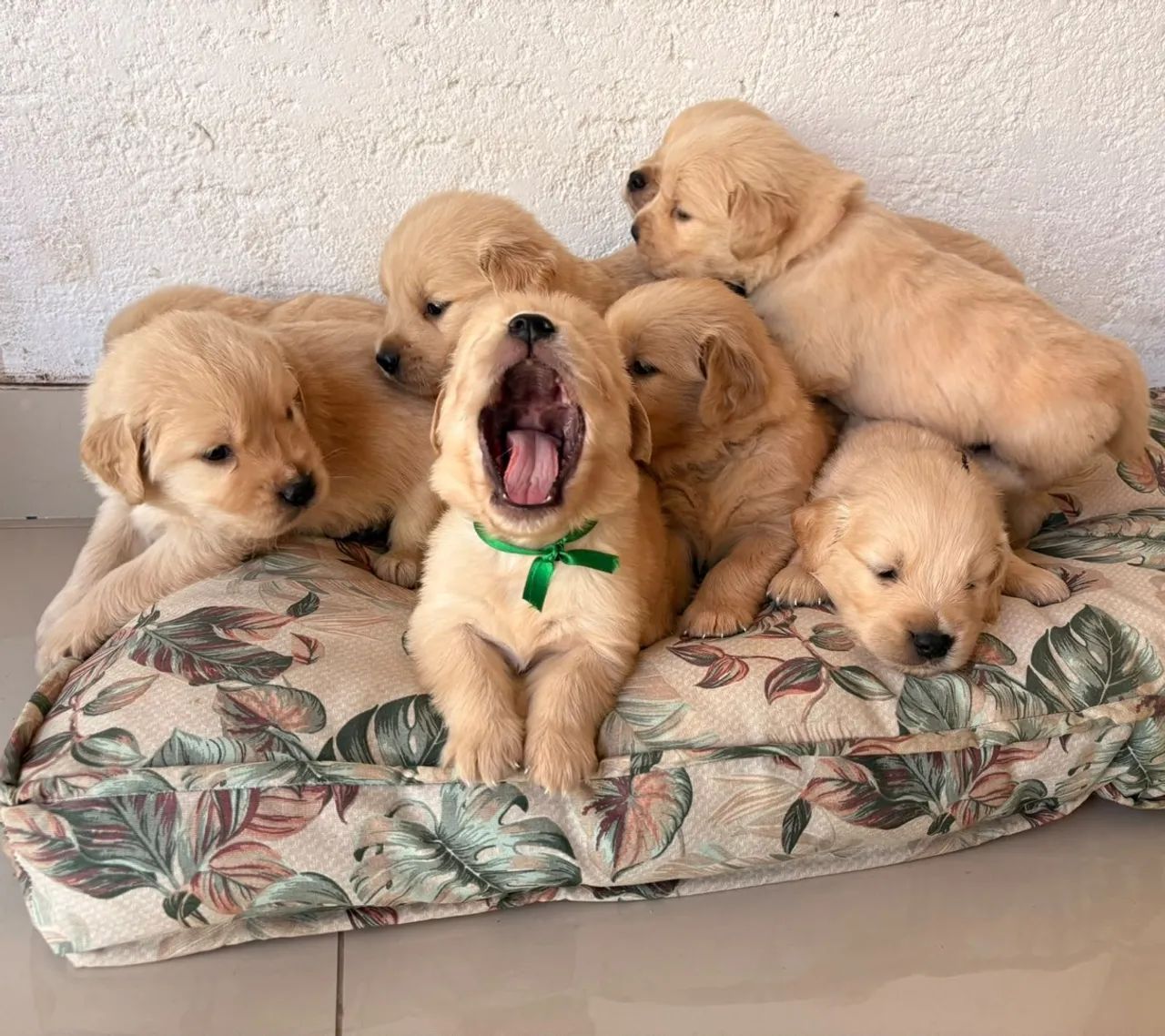 Golden Retriever  - Foto 5