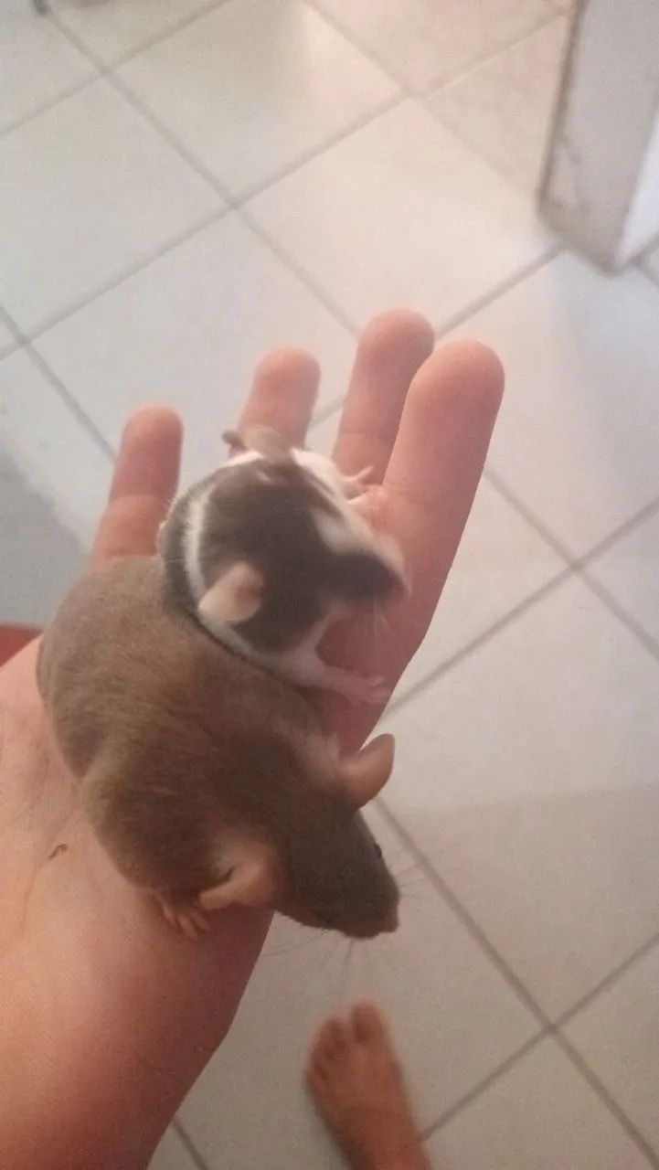  Vende-se camundongos domésticos  - Foto 4