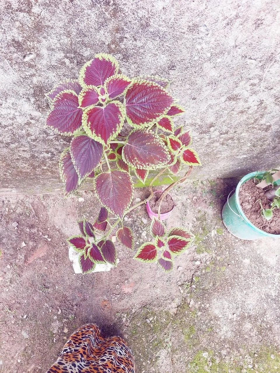 Planta coleus - Foto 5