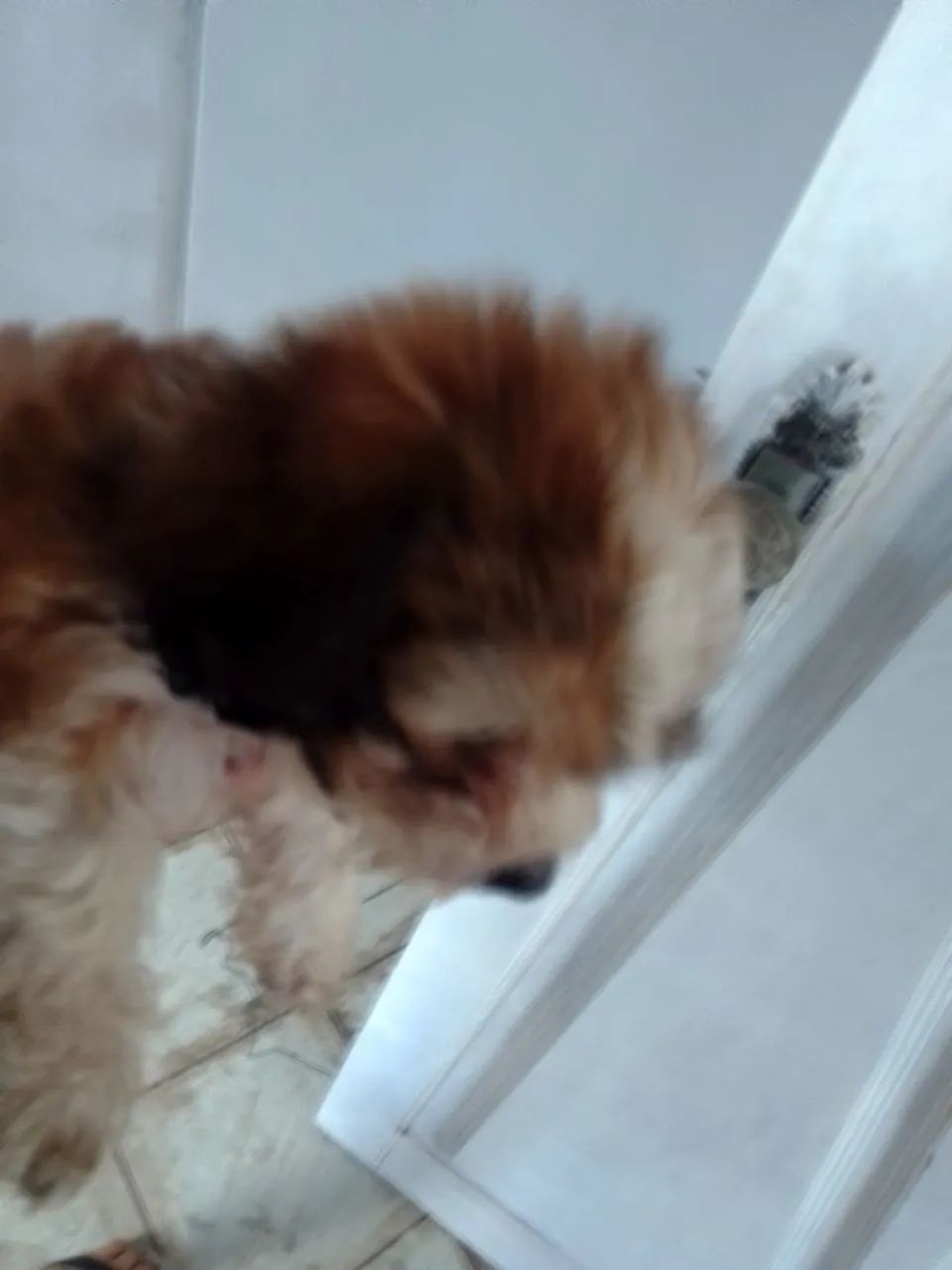 Poodle macho - Foto 3
