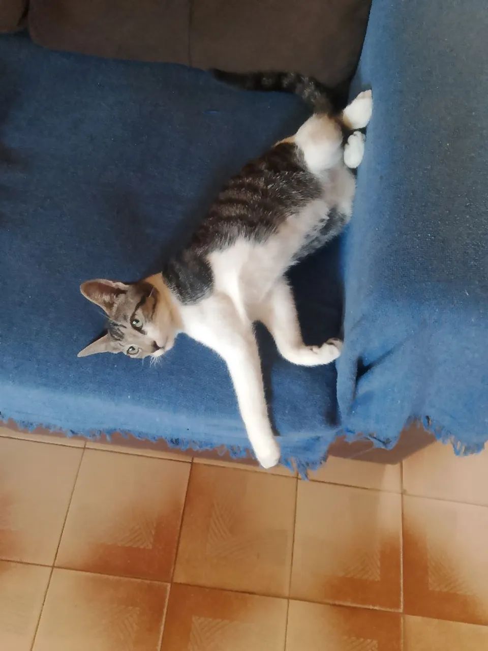 Gato macho pra adoção  - Foto 3