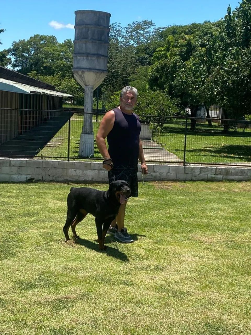 Rottweiler Fêmea castrada adoção 