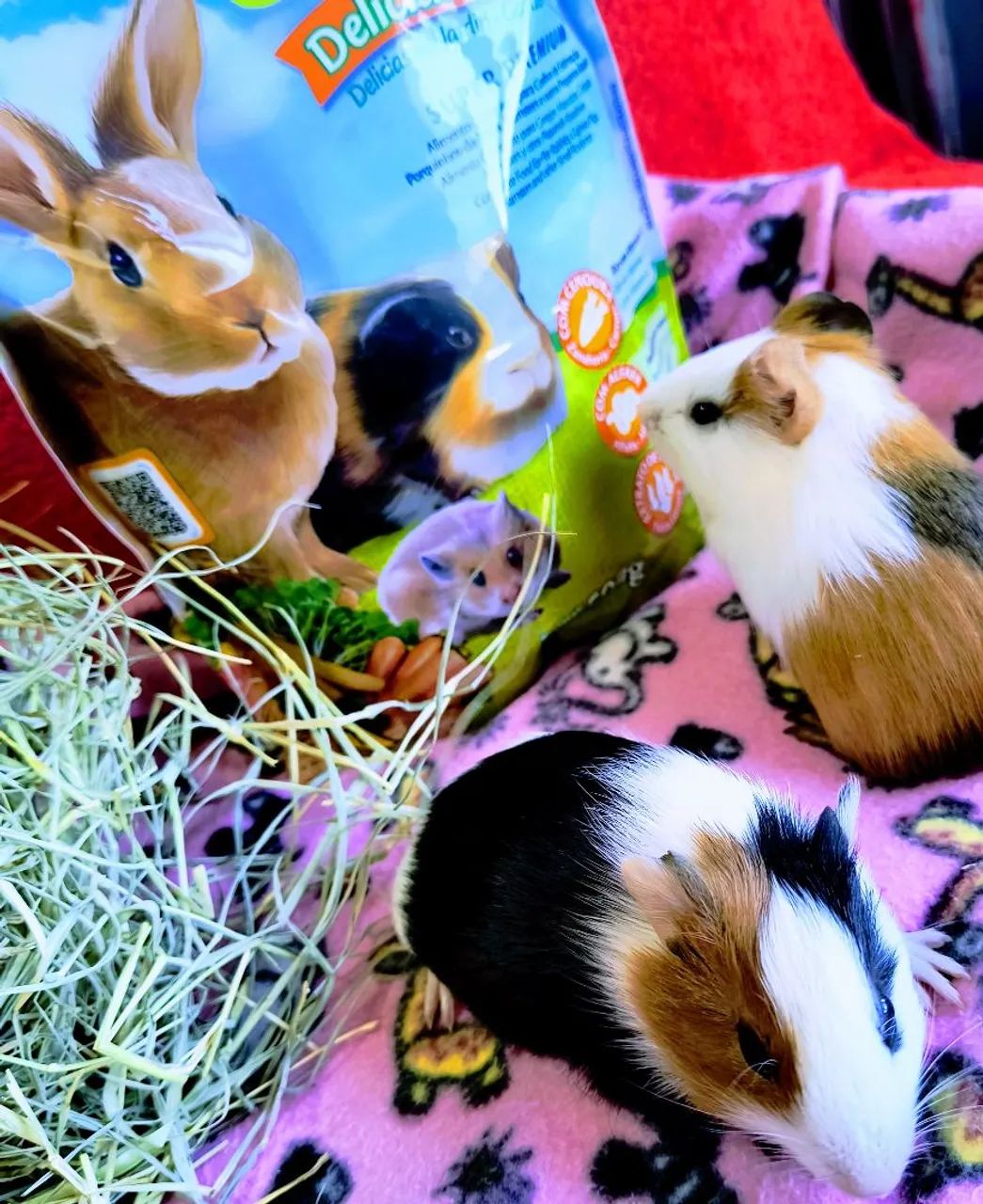 Porquinho da índia  - Foto 5