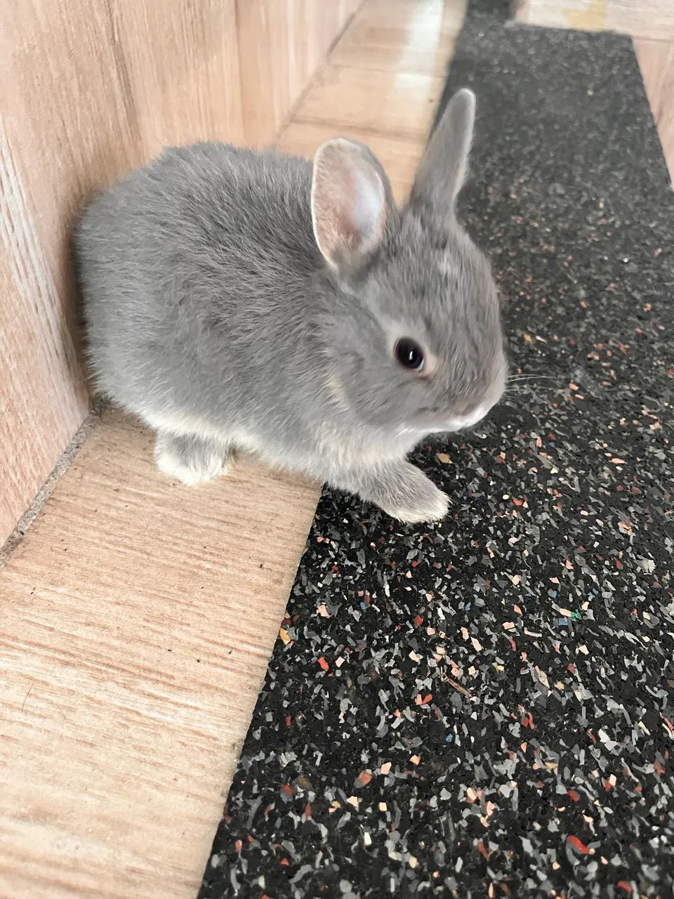Netherland Dwarf - Foto 2