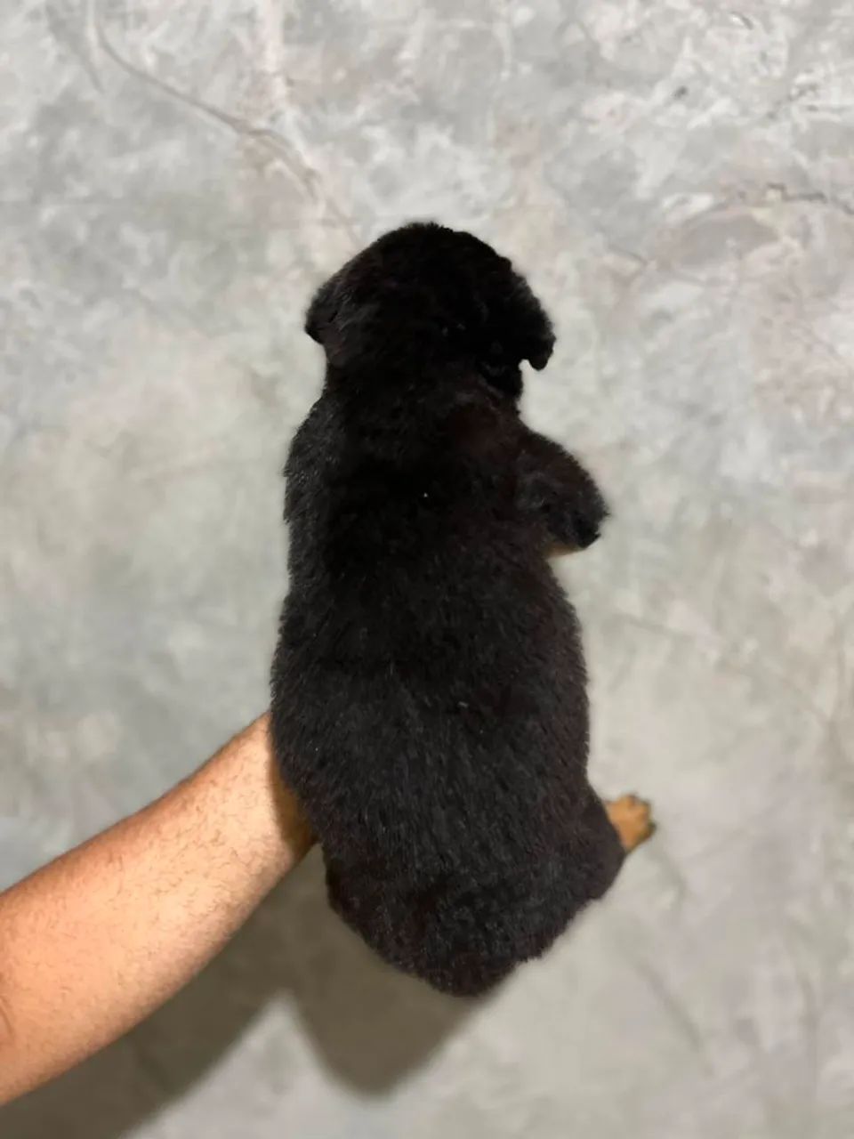 Rottweiler - Foto 4