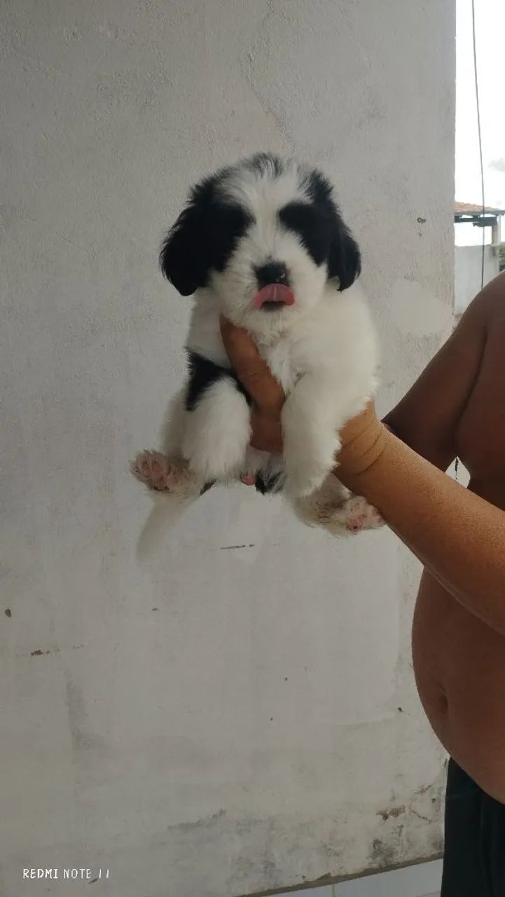 Filhote de Shitzu macho 