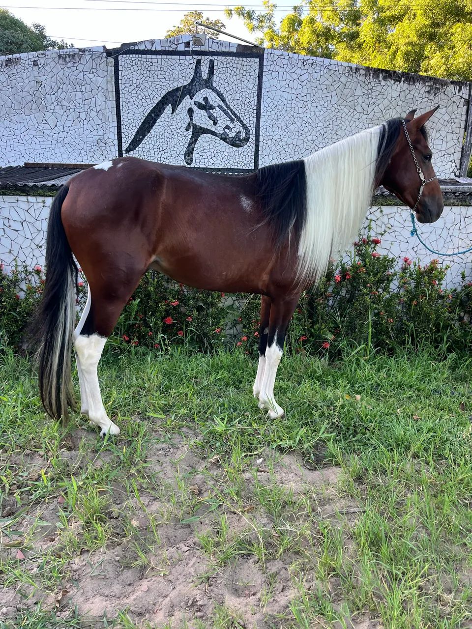POLTRO PAMPA MAQUiNA DE MARCHA PICADA - Foto 6