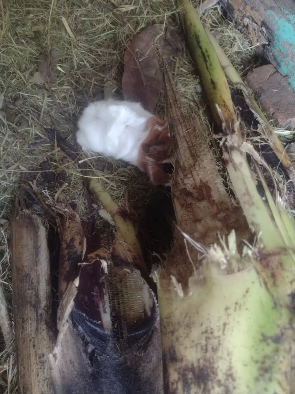 Vendo porquinhos da índia  - Foto 4