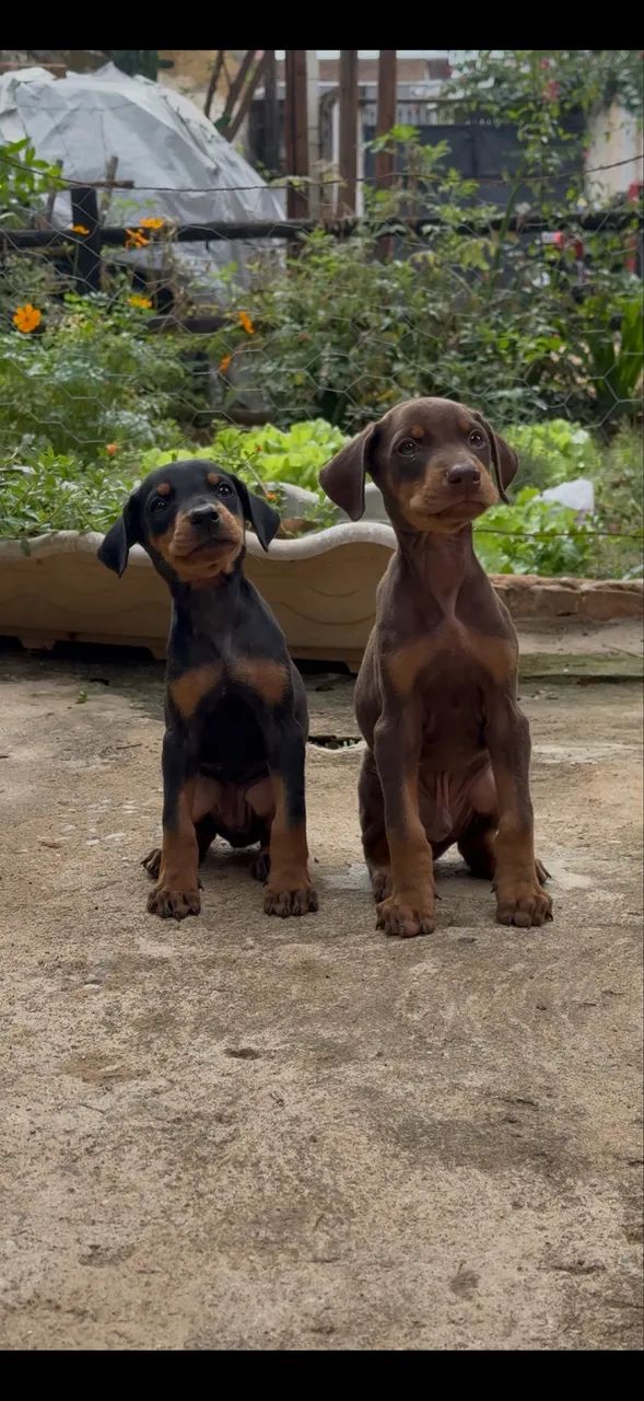 Filhote de Doberman