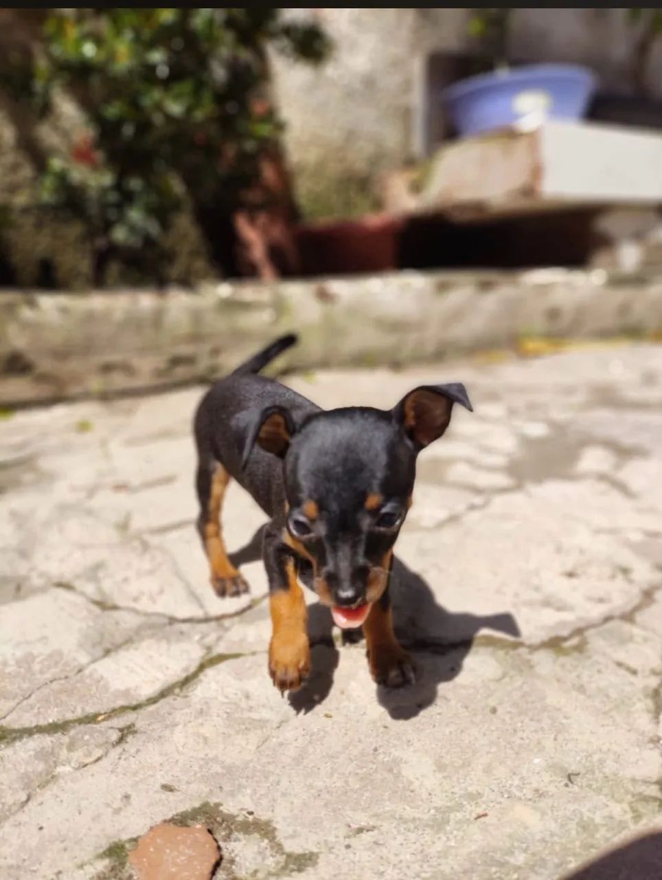 Pinscher macho 3 meses  - Foto 3
