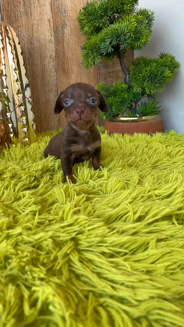 Pinscher macho
