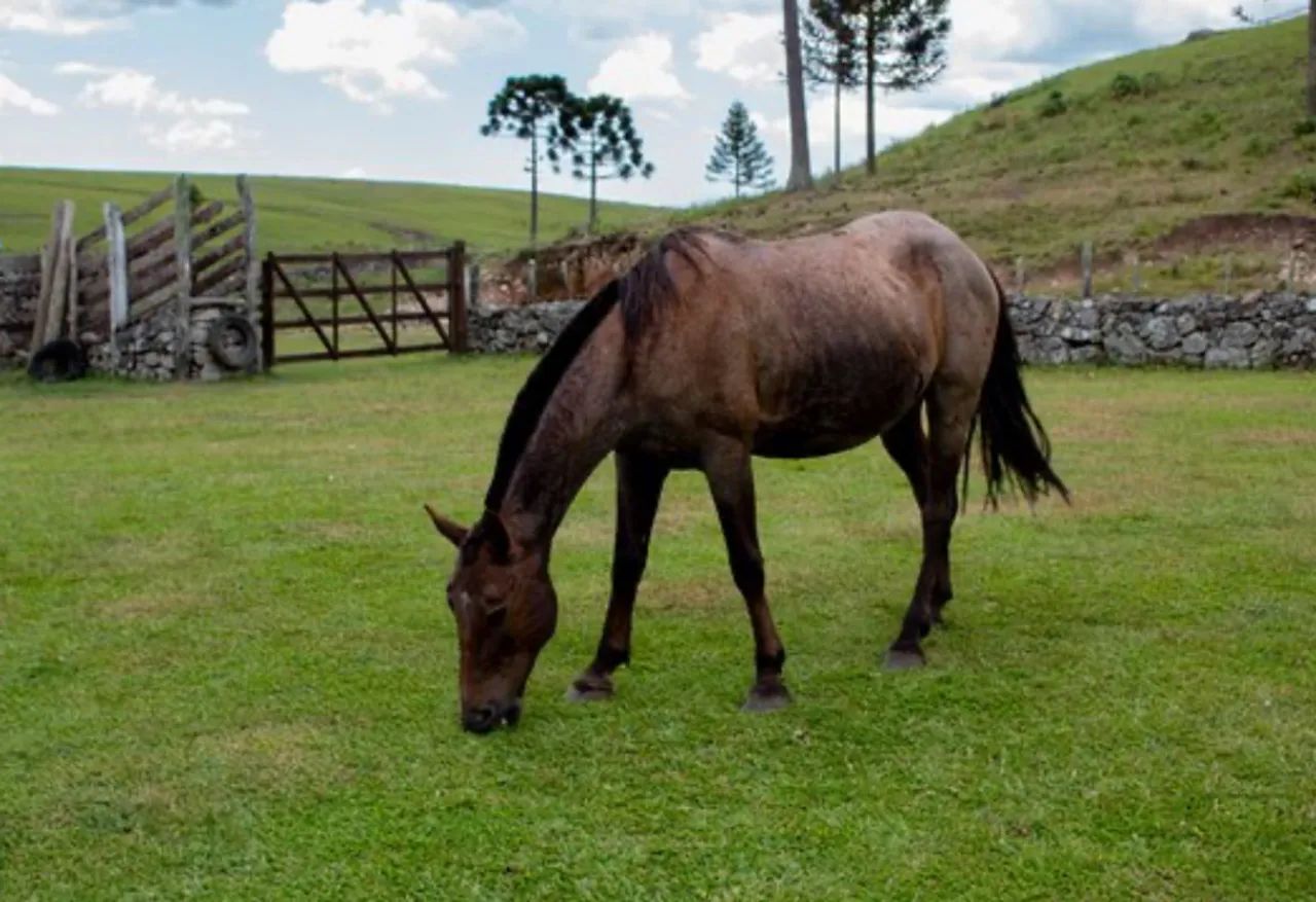 Doação de cavalo!