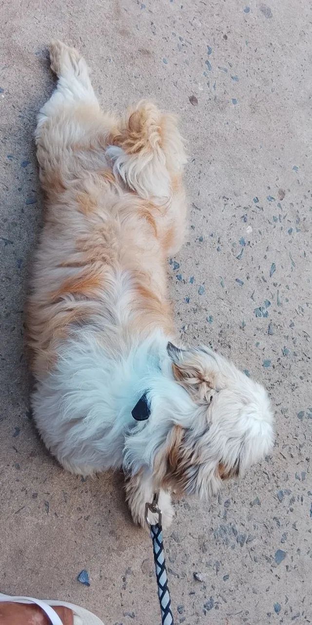 Cachorro 