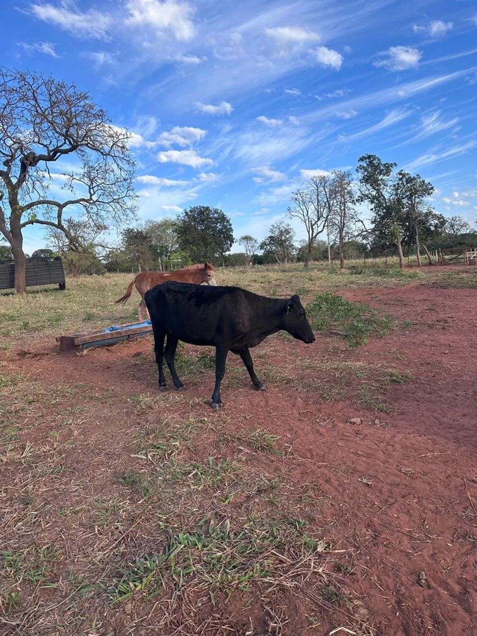 Vaca de leite - Foto 2