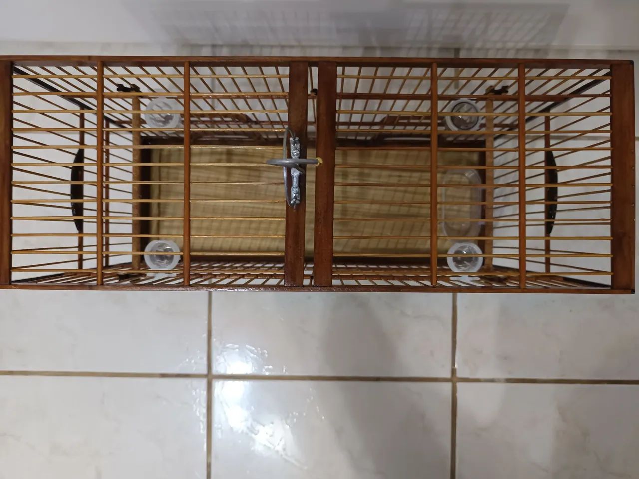 Voador Coleiro. - Foto 4