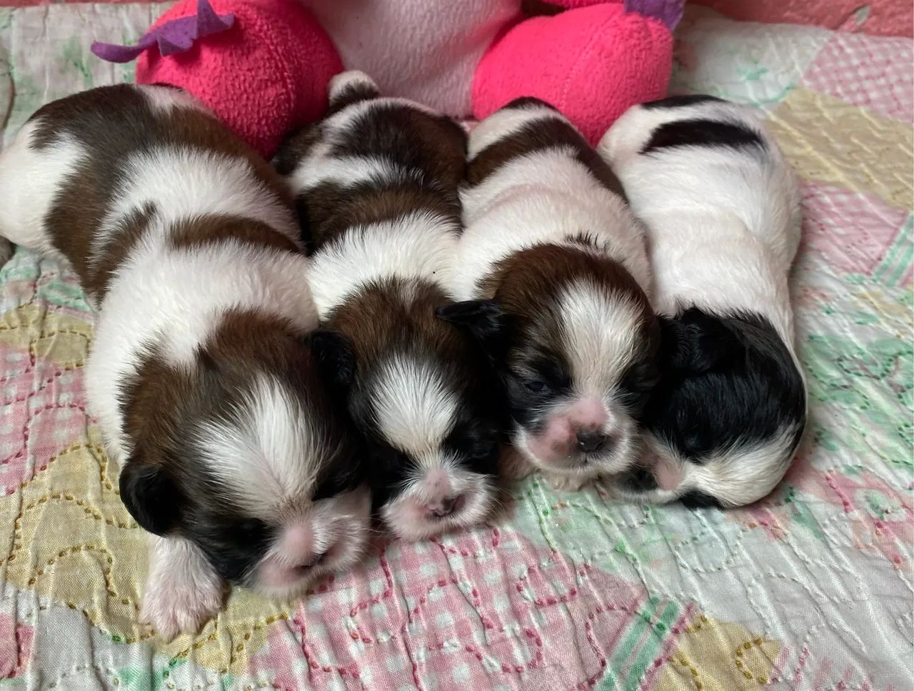 SHIH-TZU
