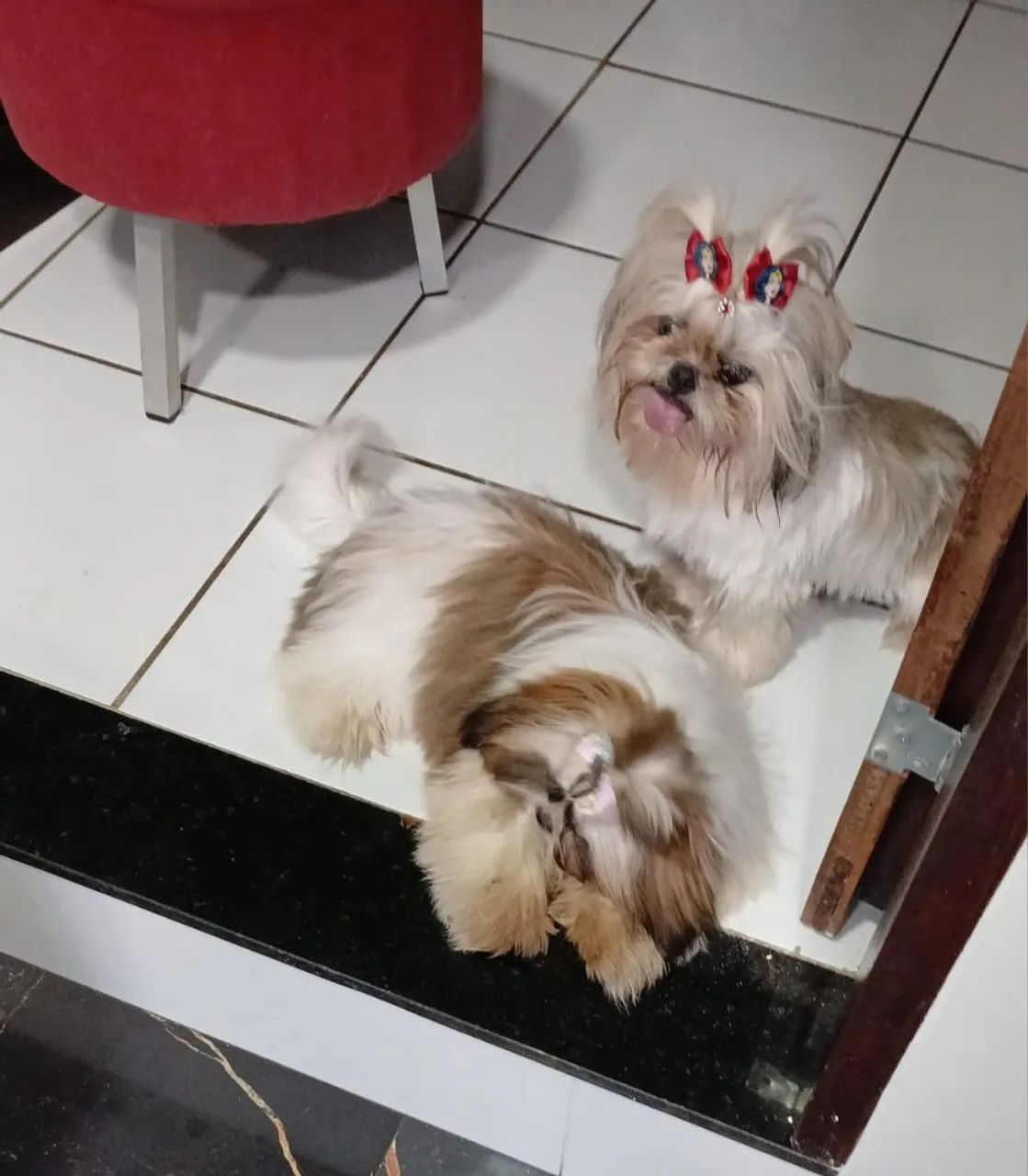 Shihtzu 