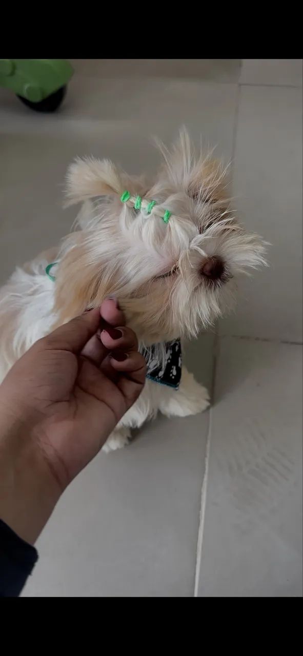 SHITZU MACHO DISPONÍVEL  - Foto 3