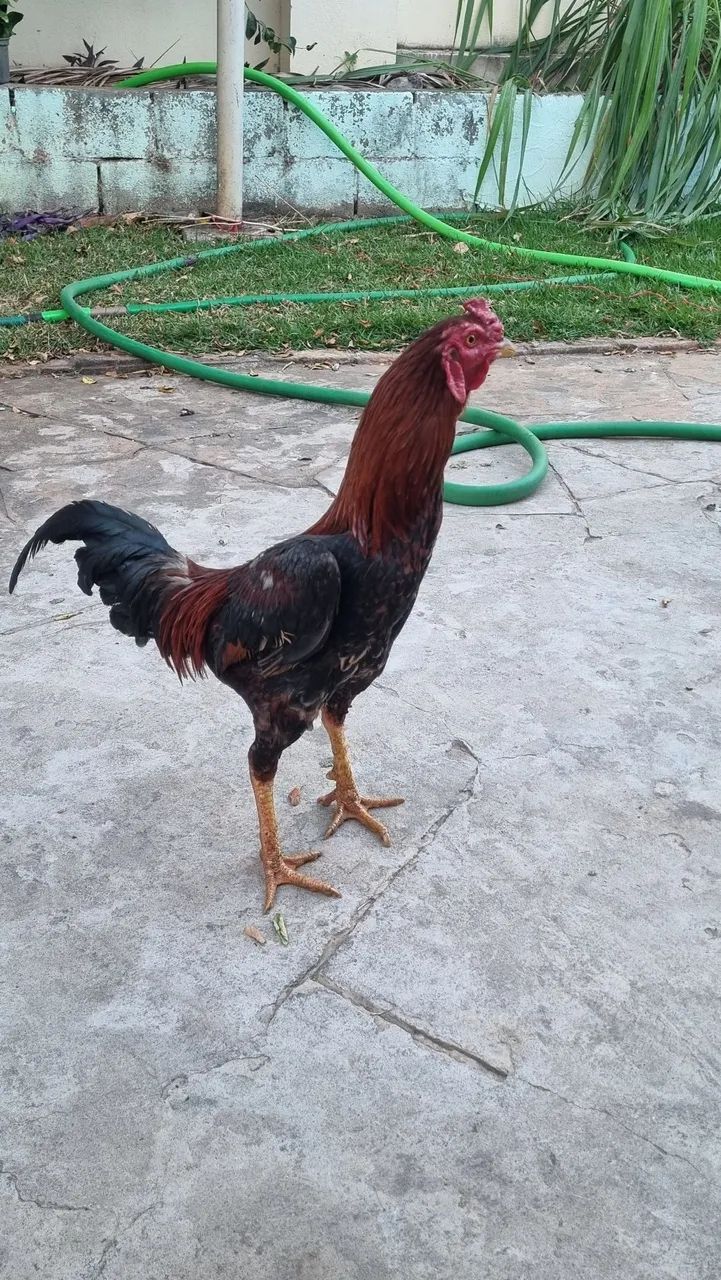 Frango índio - Foto 3