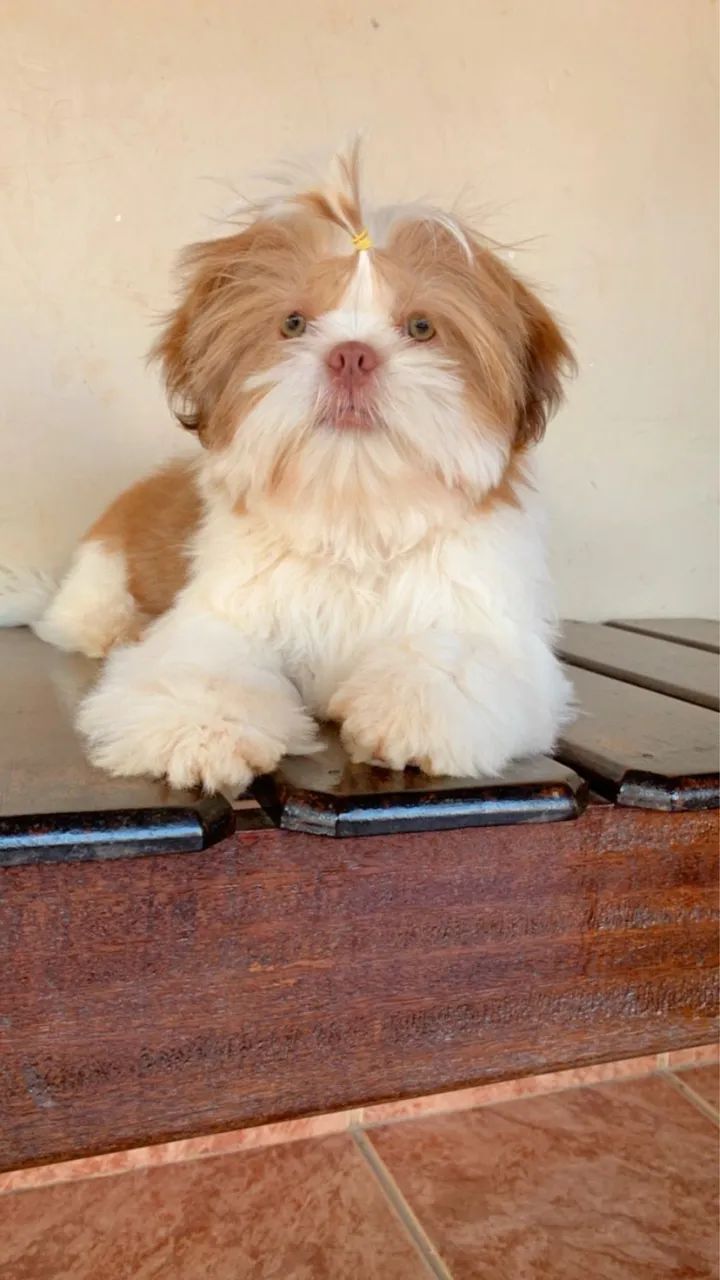 Shih tzu mini figo  - Foto 5