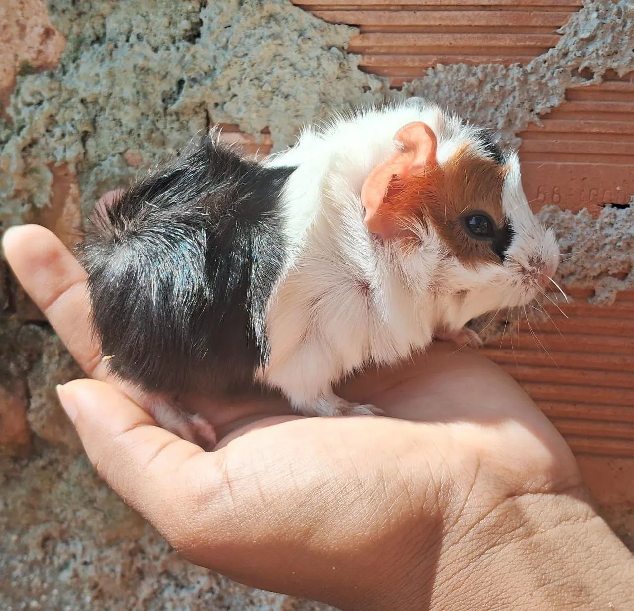 porquinhos da índia filhotes 