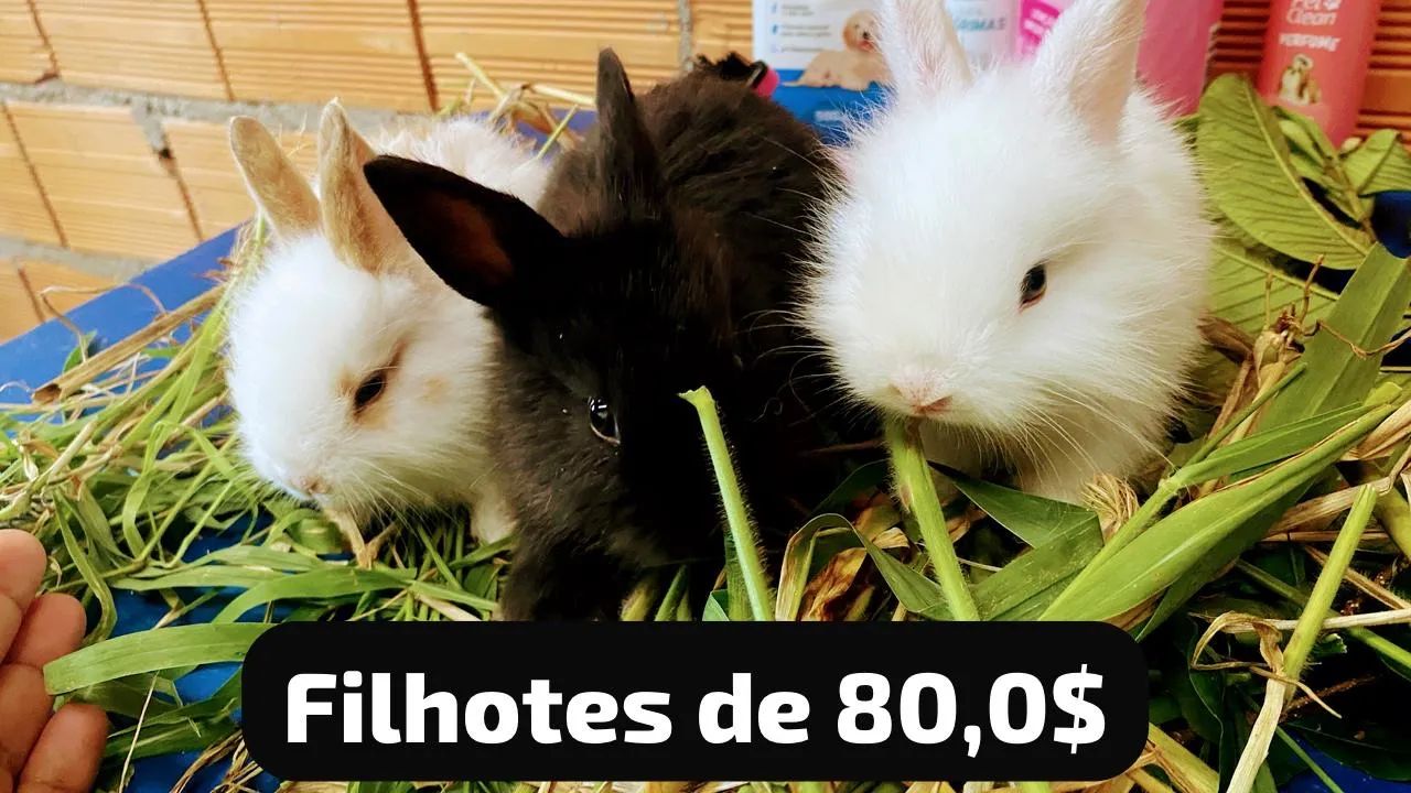 Filhotes de coelhos disponível - Foto 2