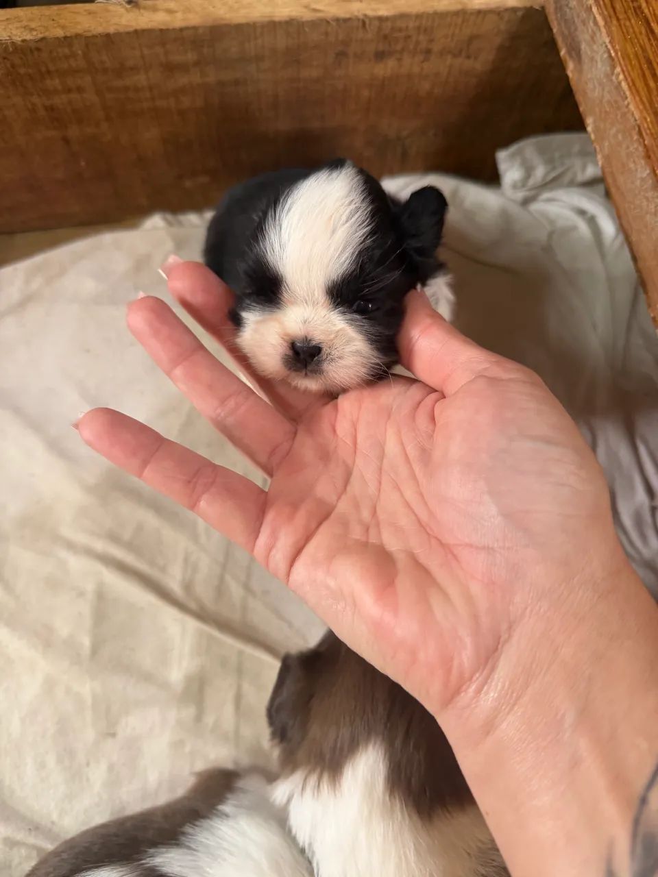 Filhote de shih tzu  - Foto 2