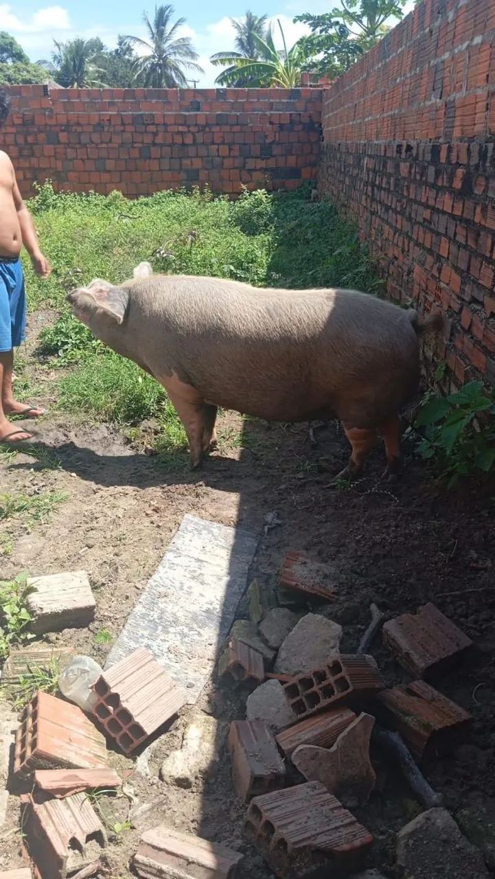Vende-se está porca  - Foto 4