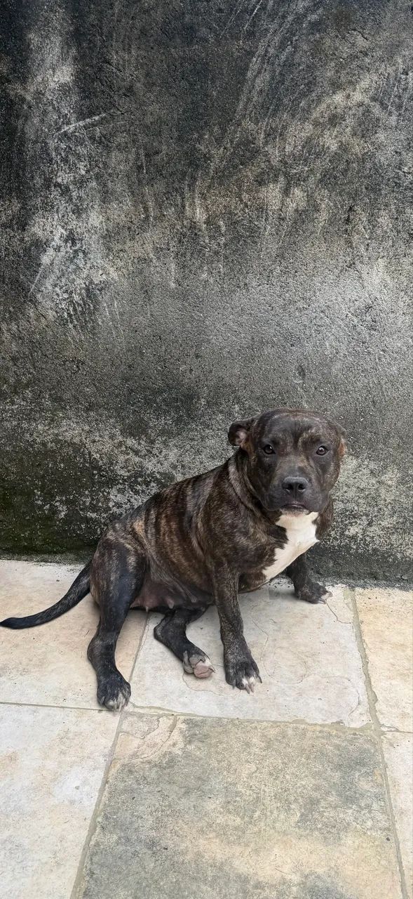 American Bully