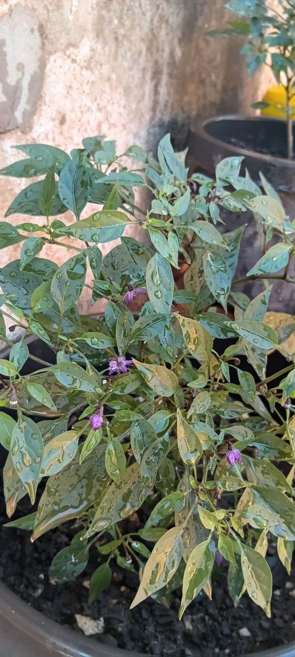 Pimenta pérola negra mudas - Foto 4