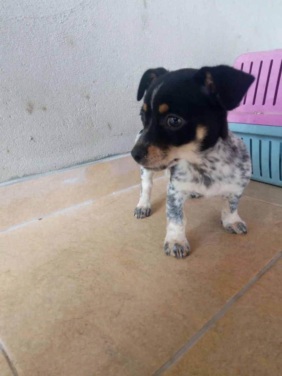 FILHOTES DE PINSCHER COM SALSISHA 