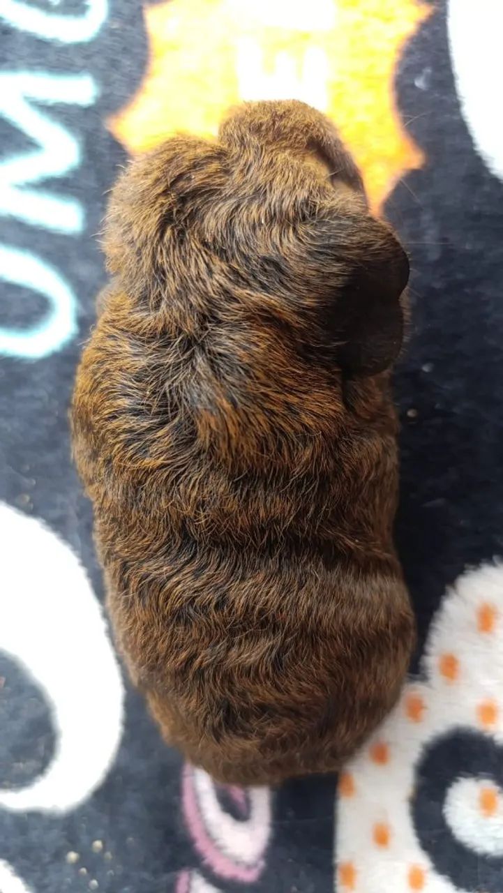 Porquinho da Índia  - Foto 2