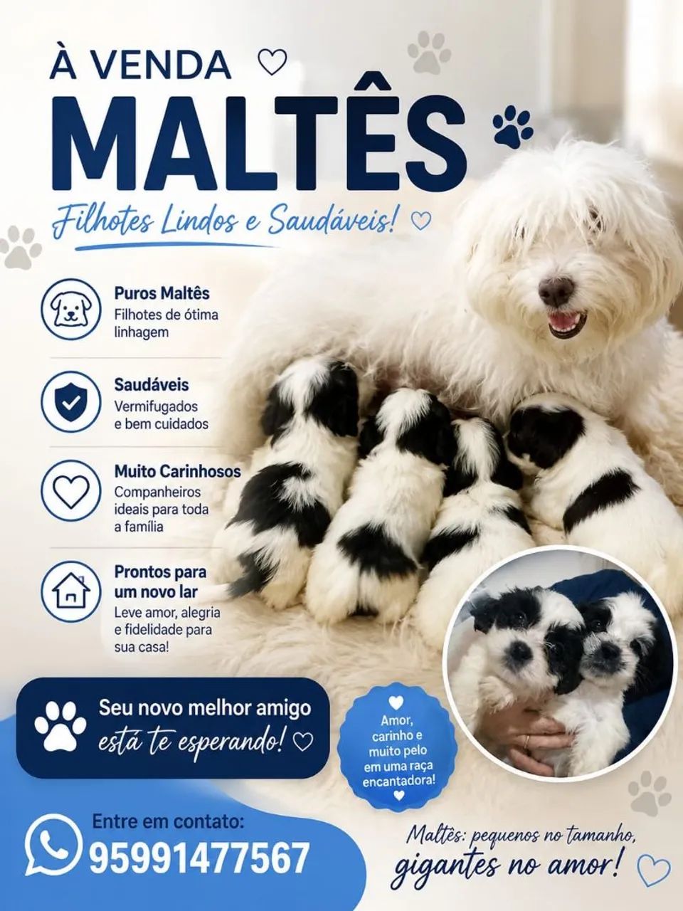 Filhote de maltês 