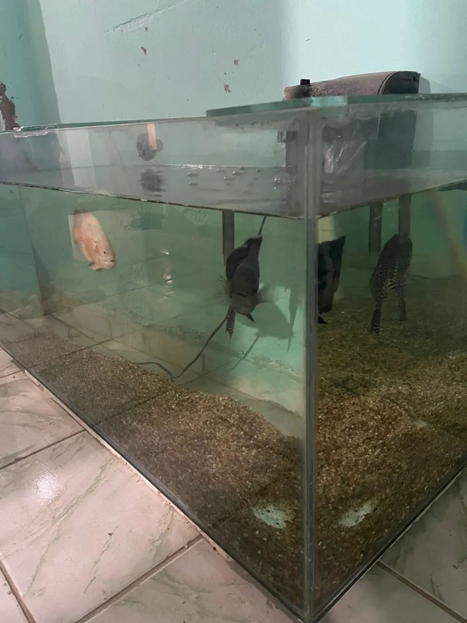 Aquário completo - R$650