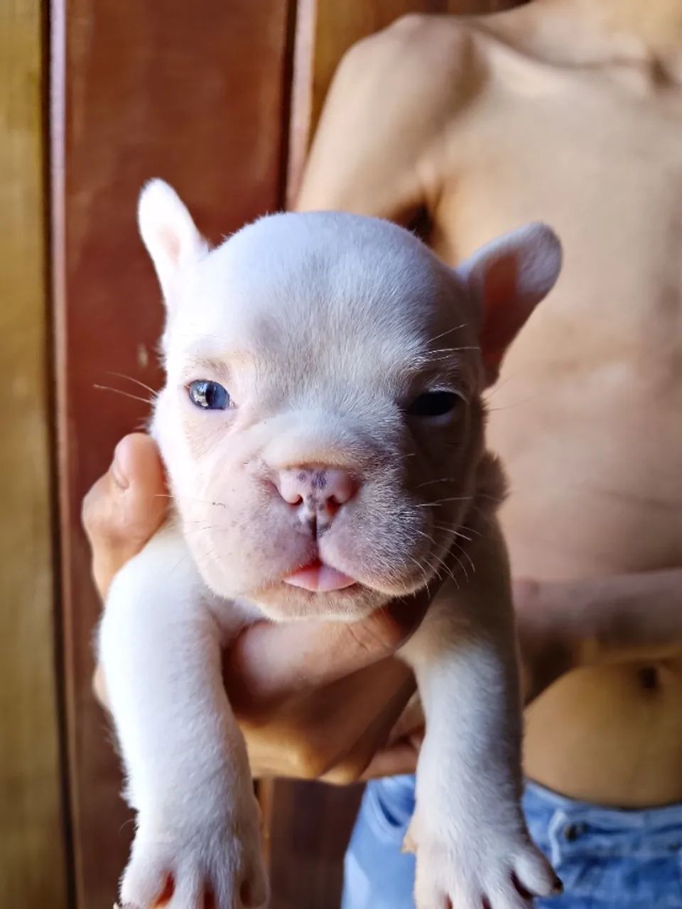 American bully - Foto 4
