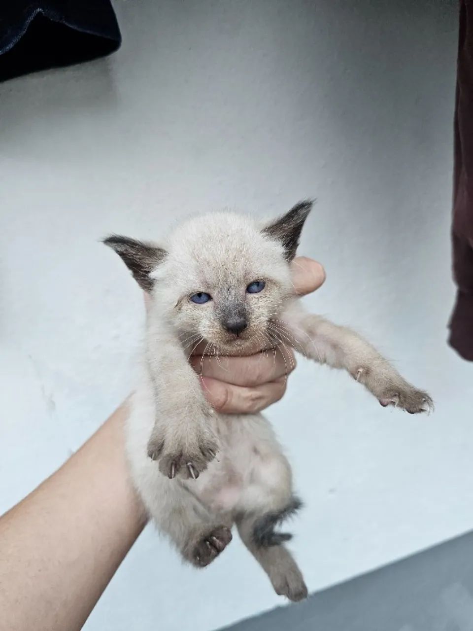 Gato - Foto 2