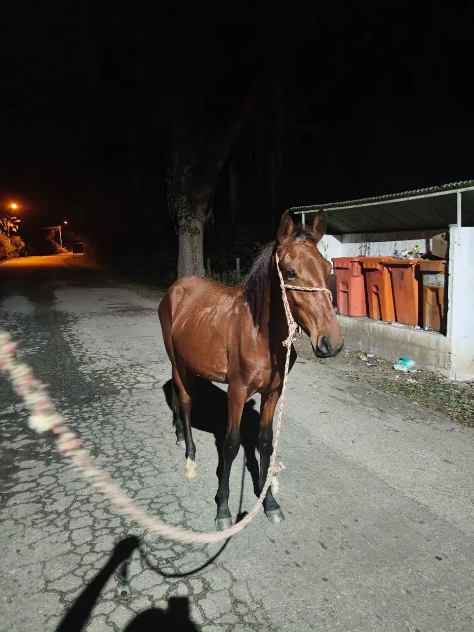 Cavalo ( potro)