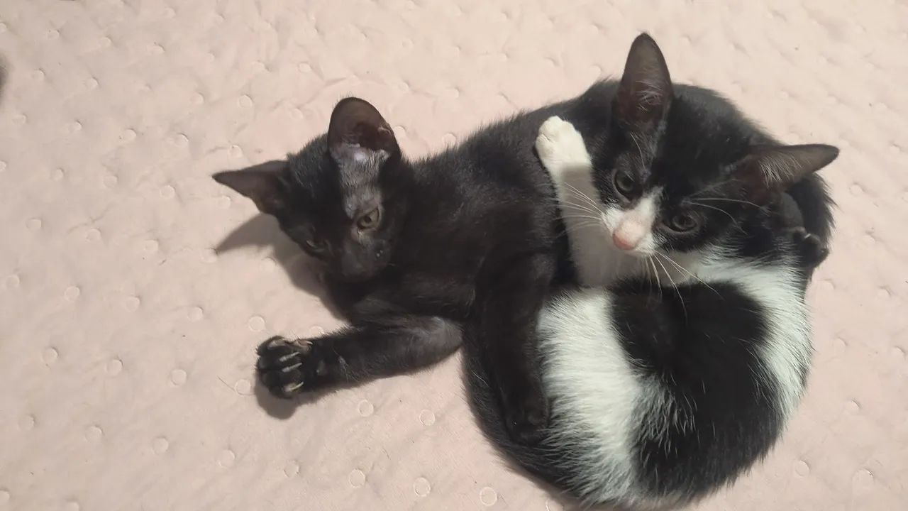 Doação responsável, gatinhas com 2 meses  - Foto 3