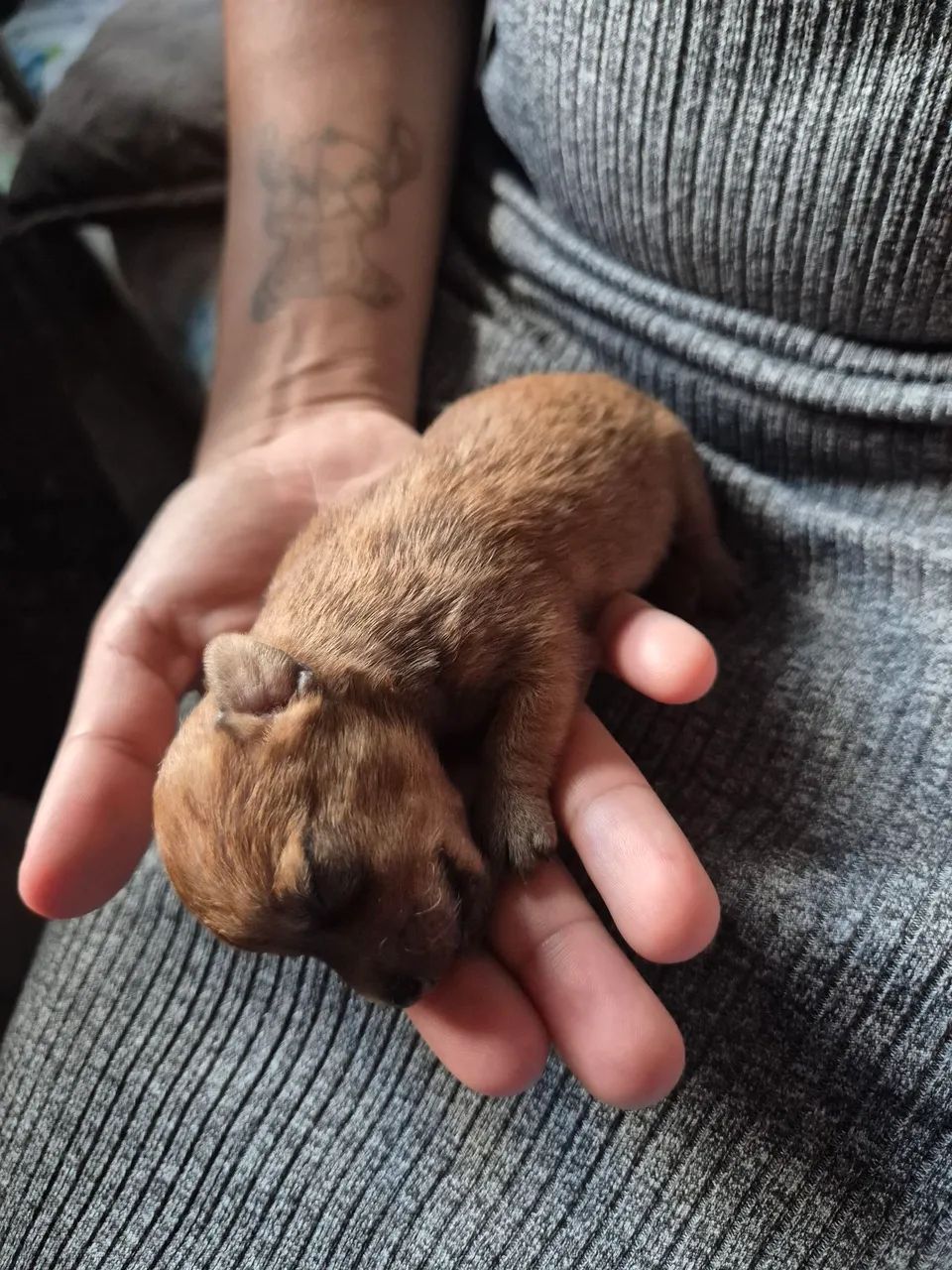 PINSCHER 0 - Foto 3