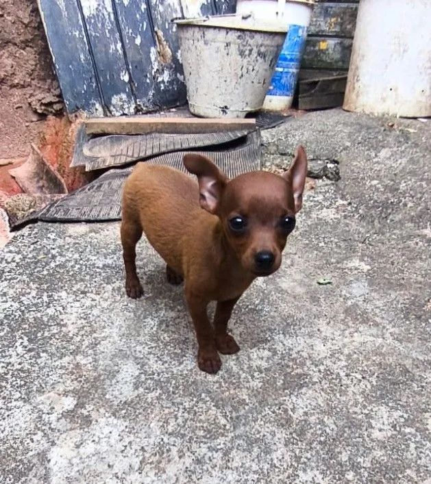 Raça pinscher - Foto 3