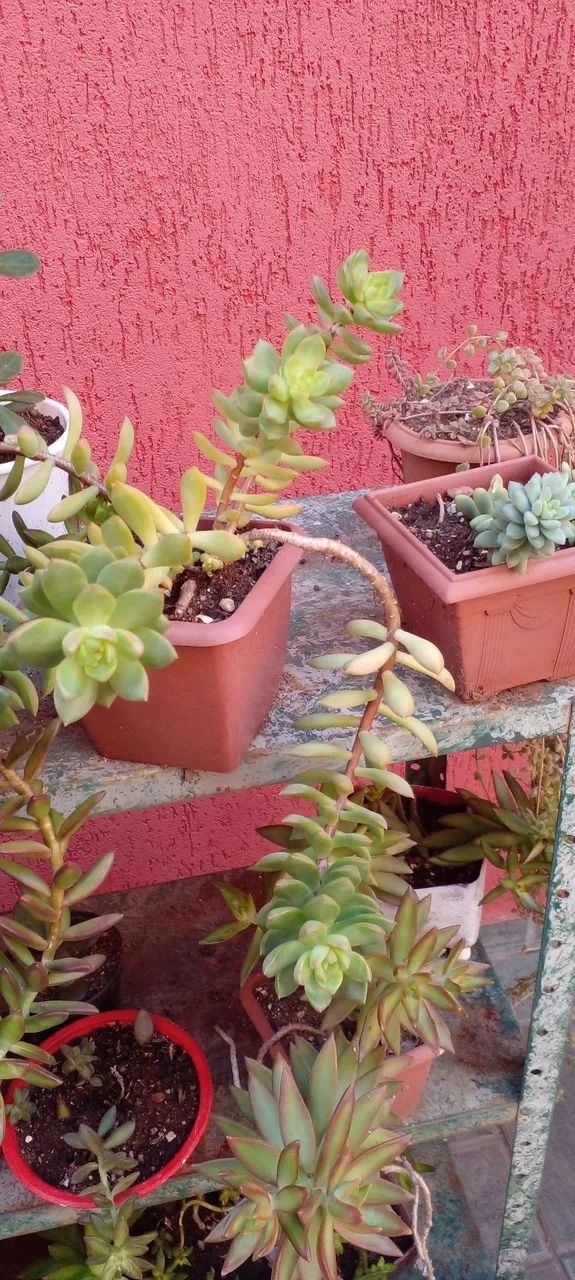 Lindas suculentas e cactos  - Foto 4