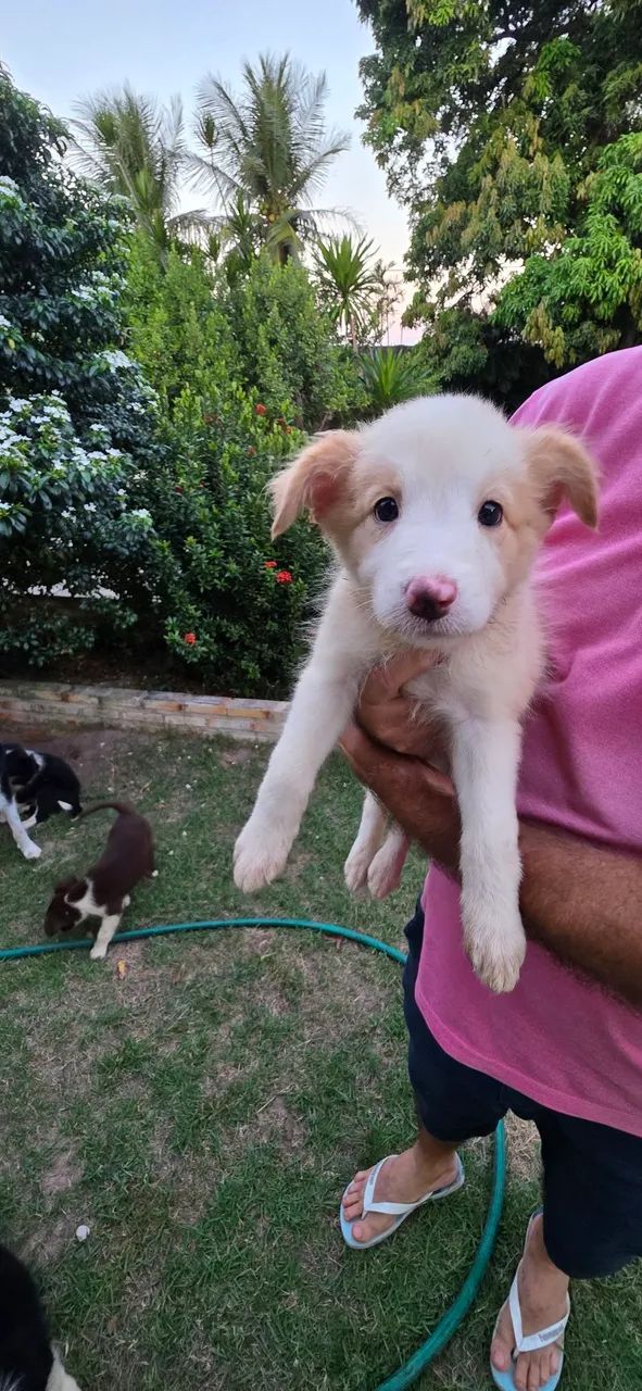 Border Collie - Foto 4
