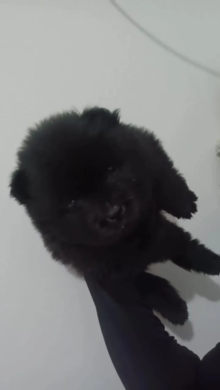 Chow Chow  - Foto 2