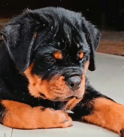 ROTTWEILER DISPONÍVEIS - Foto 4