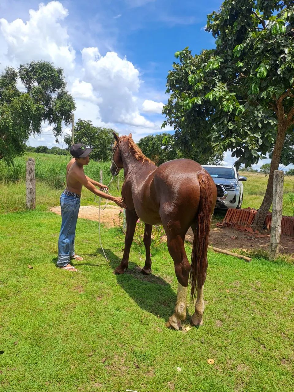Cavalo quarto milha  - Foto 4