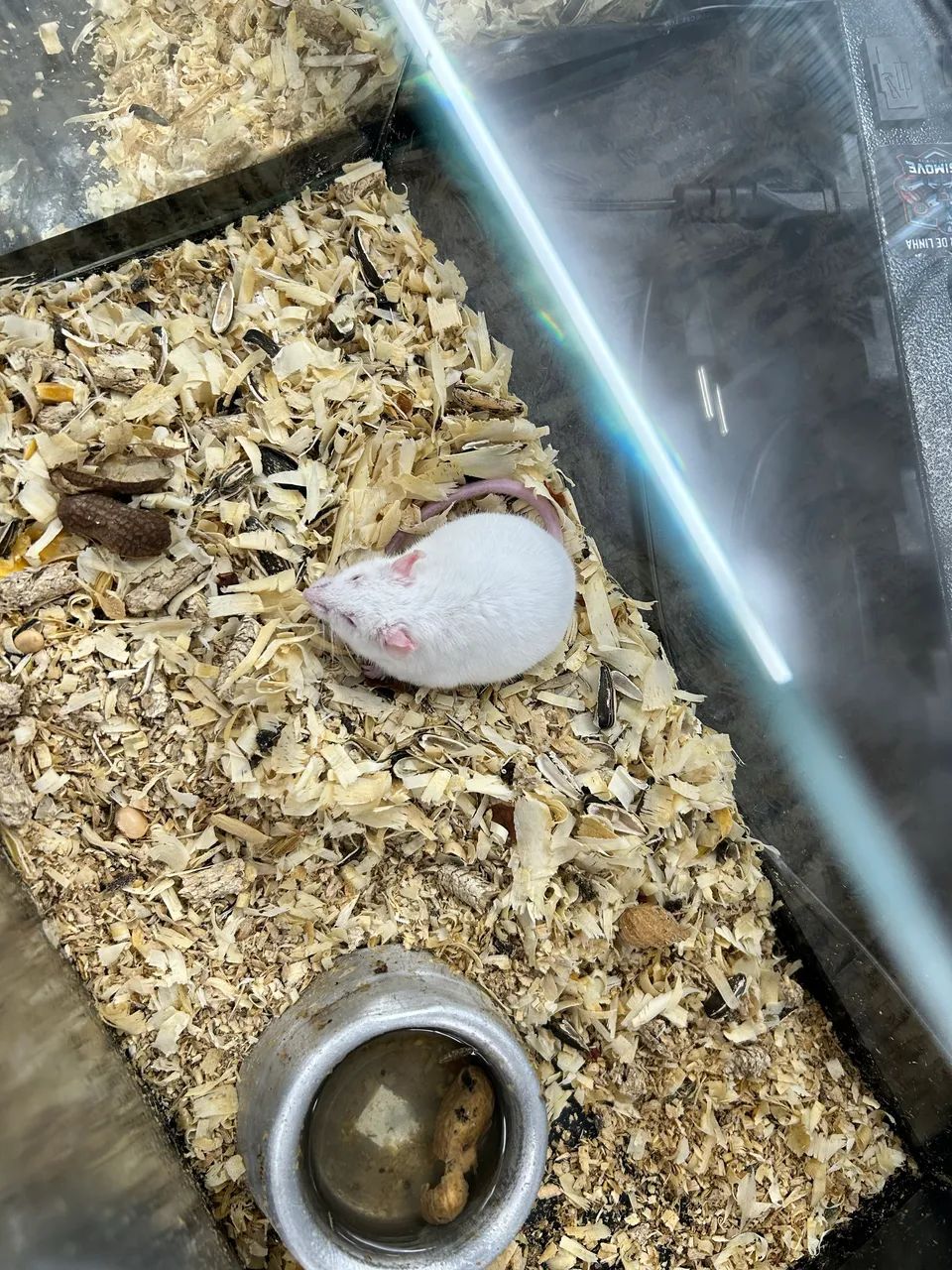 Hamster topodongo - Foto 3