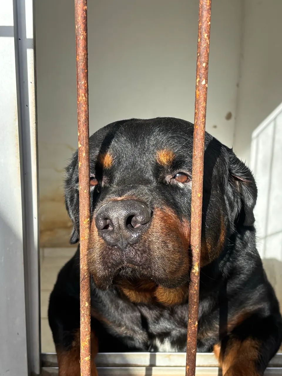 ROTTWEILER 3 ANOS