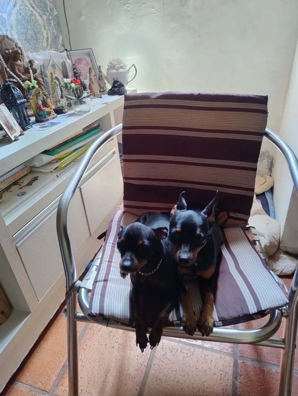 Cachorros